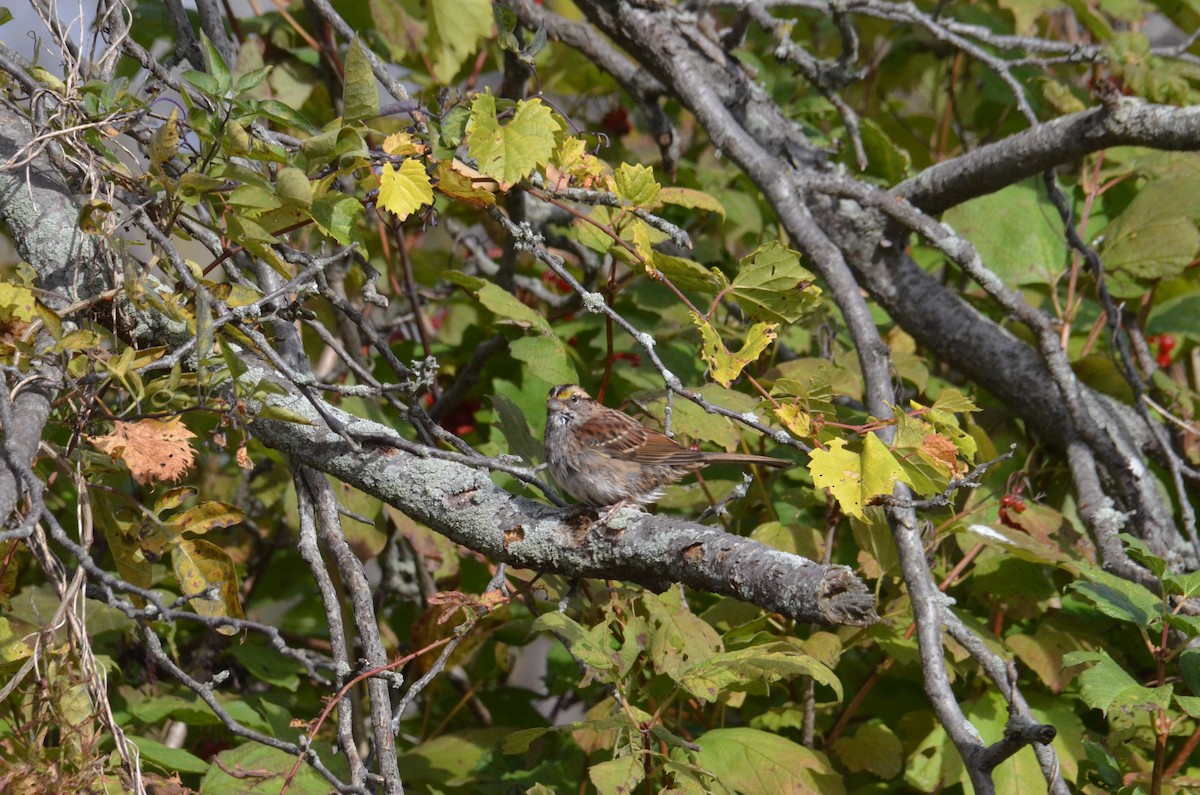 White-throated Sparrow - ML644137930