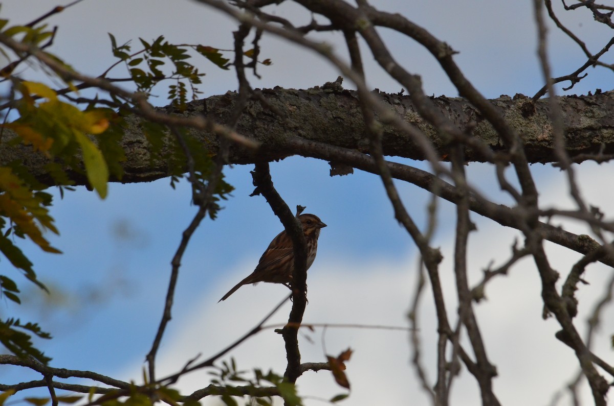 Song Sparrow - ML644137931