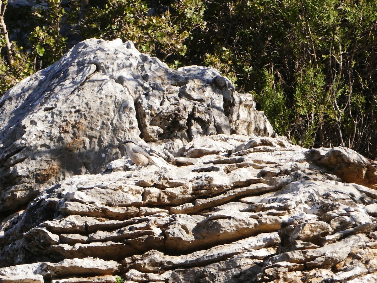 Sittelle de Neumayer - ML644137938