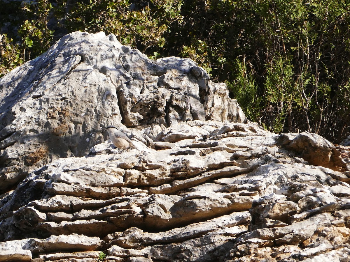 Sittelle de Neumayer - ML644137939