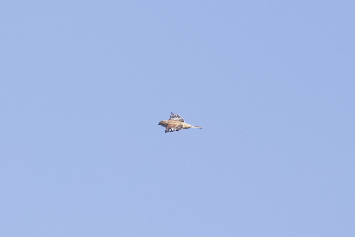 Txoka arrunta - ML644137941