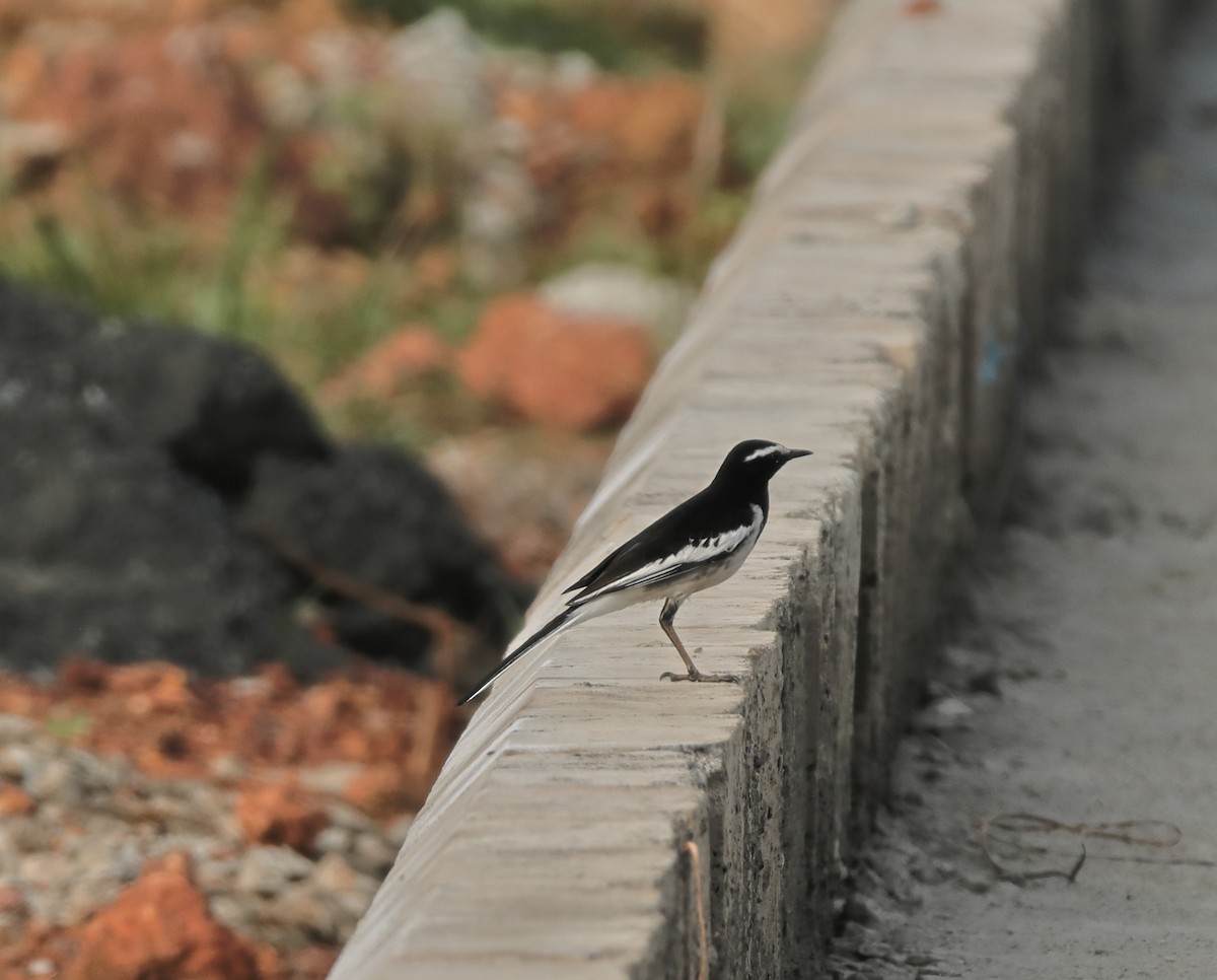 White-browed Wagtail - ML644137945