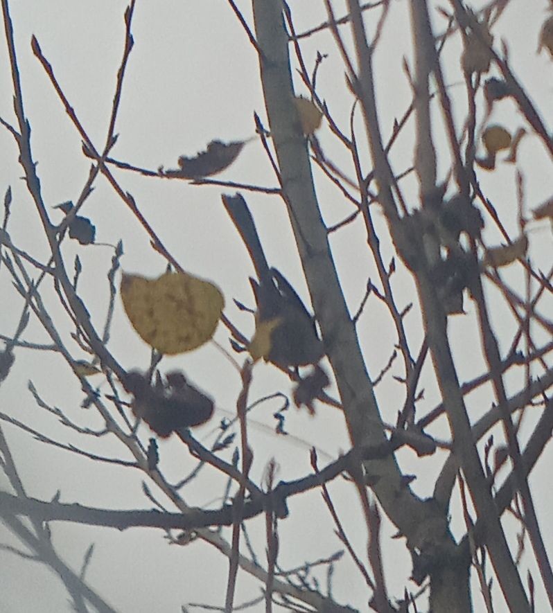 Long-tailed Tit - ML644137946