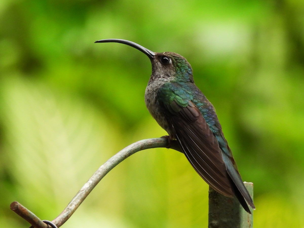 Violet Sabrewing - ML644137947