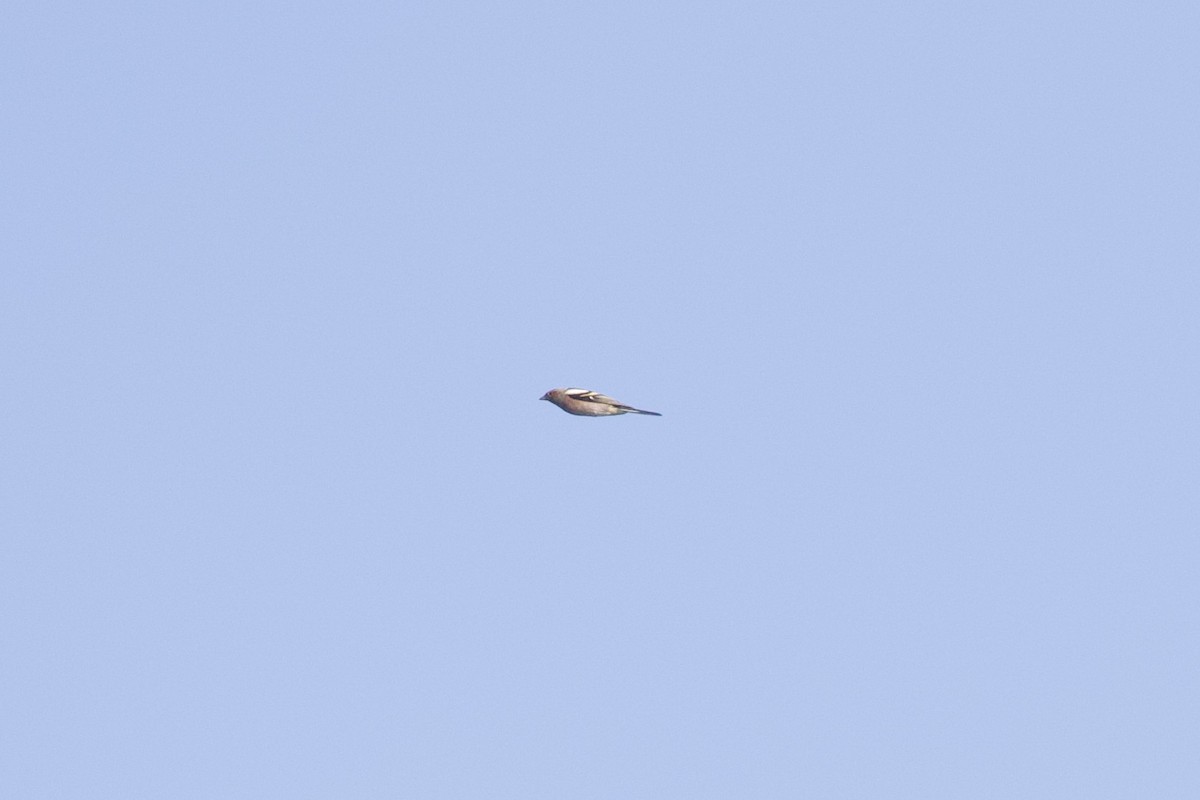 Txonta arrunta - ML644137949