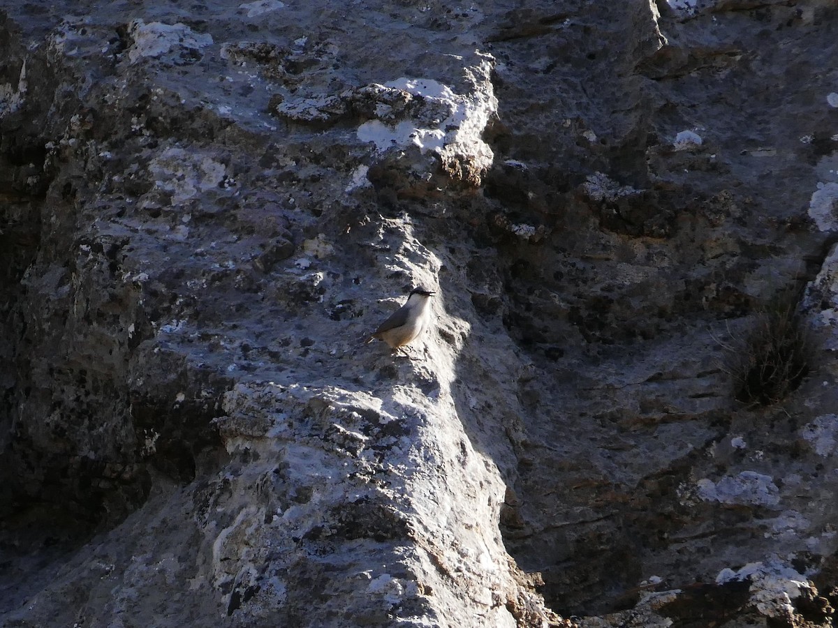 Sittelle de Neumayer - ML644137950