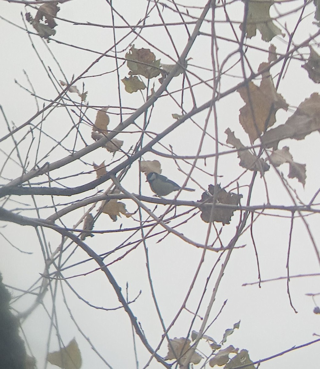 Great Tit - ML644137952