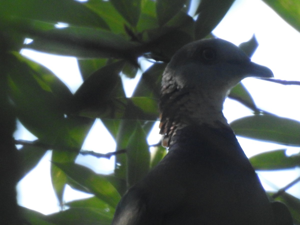 holub šupinkatý - ML644137957