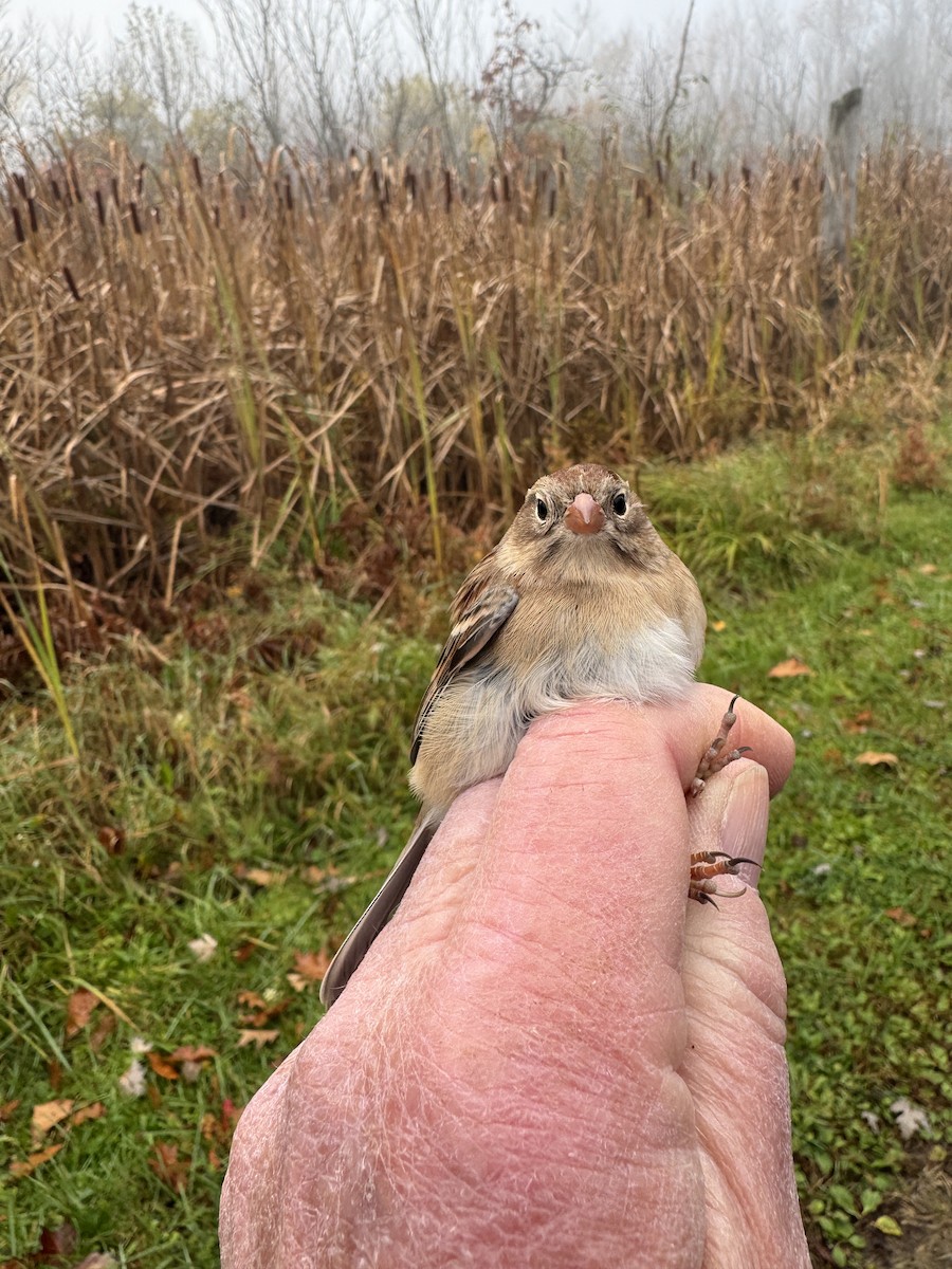 Field Sparrow - ML644137969