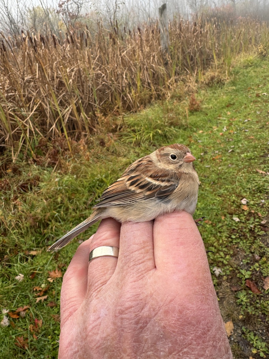Field Sparrow - ML644137970