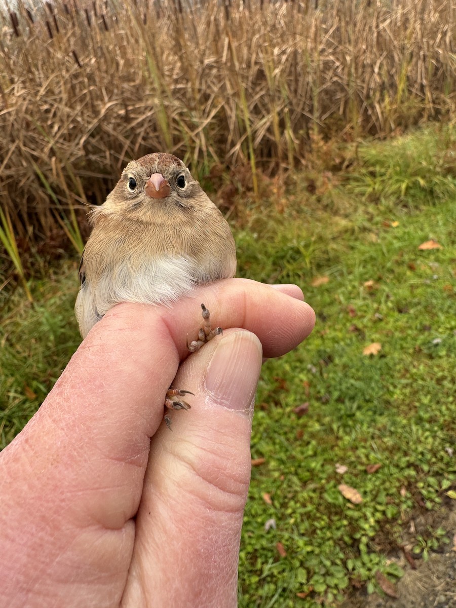 Field Sparrow - ML644137971
