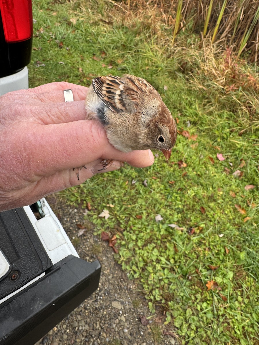 Field Sparrow - ML644137972