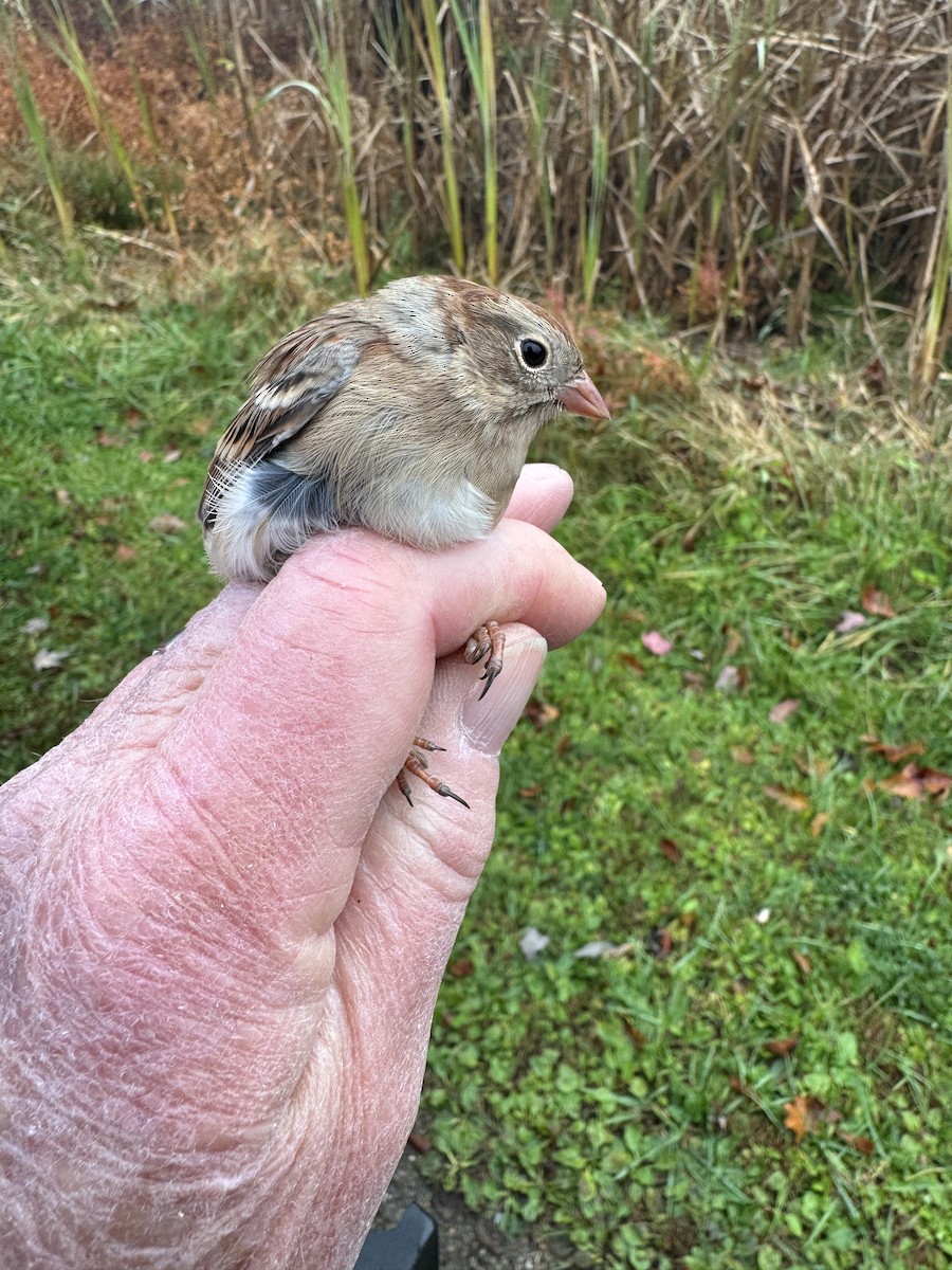 Field Sparrow - ML644137973