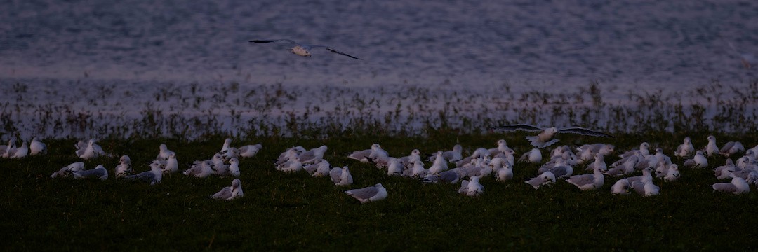 Ring-billed Gull - ML644137974