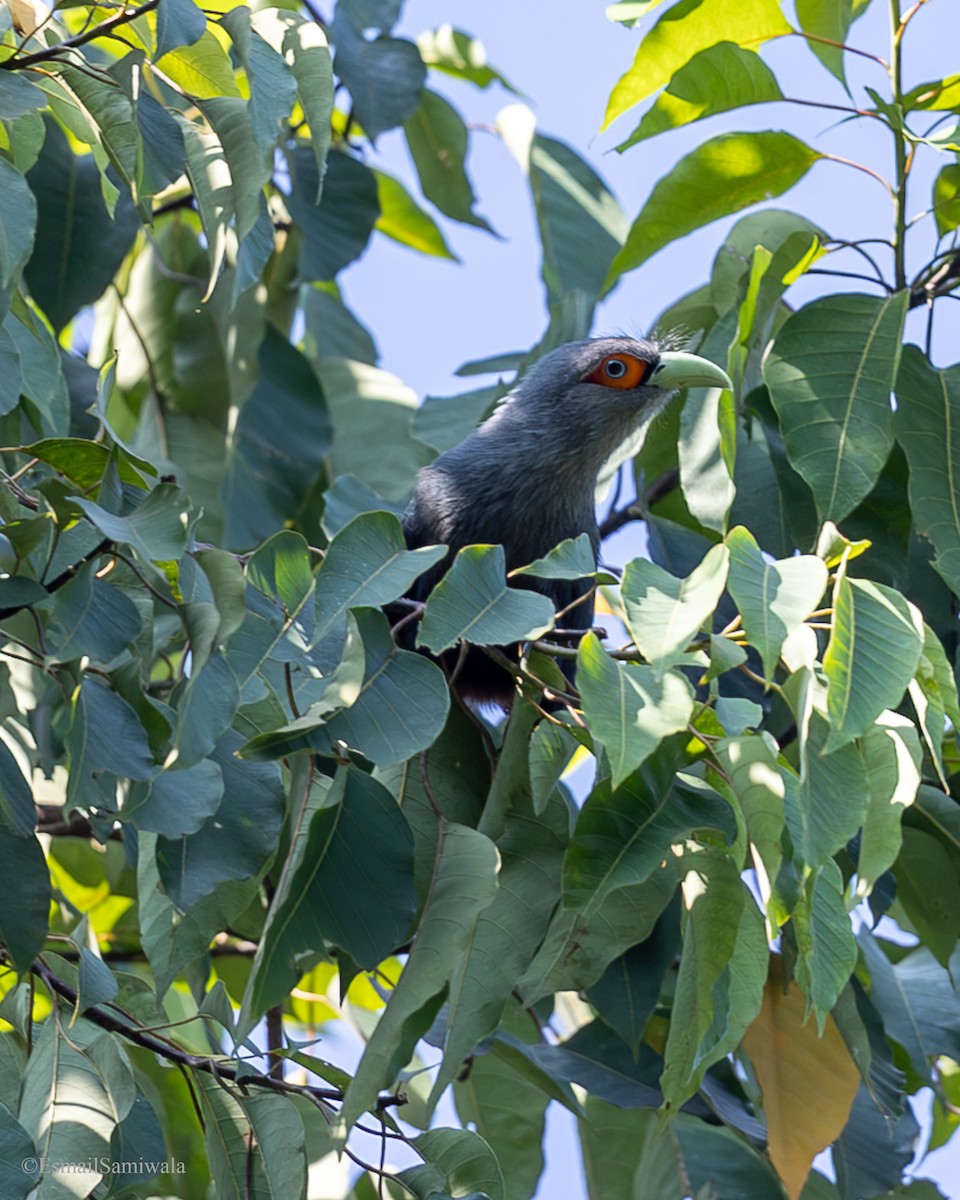 Chestnut-breasted Malkoha - ML644137981