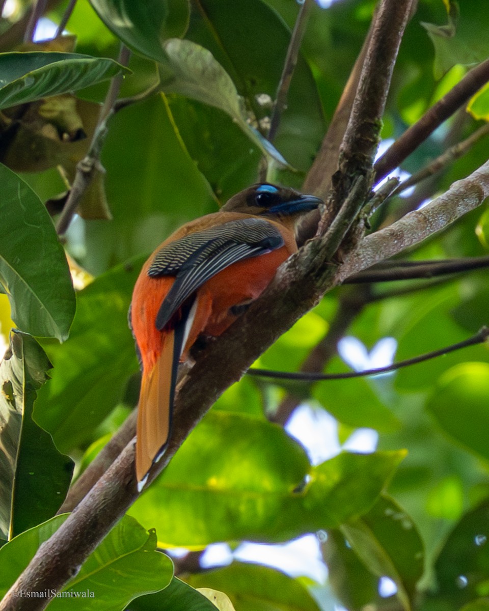 Scarlet-rumped Trogon - ML644137989