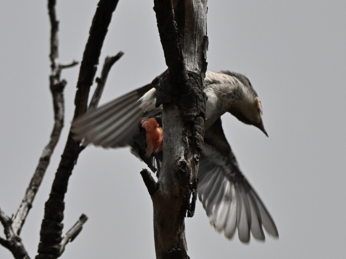 Mistletoebird - ML644137993