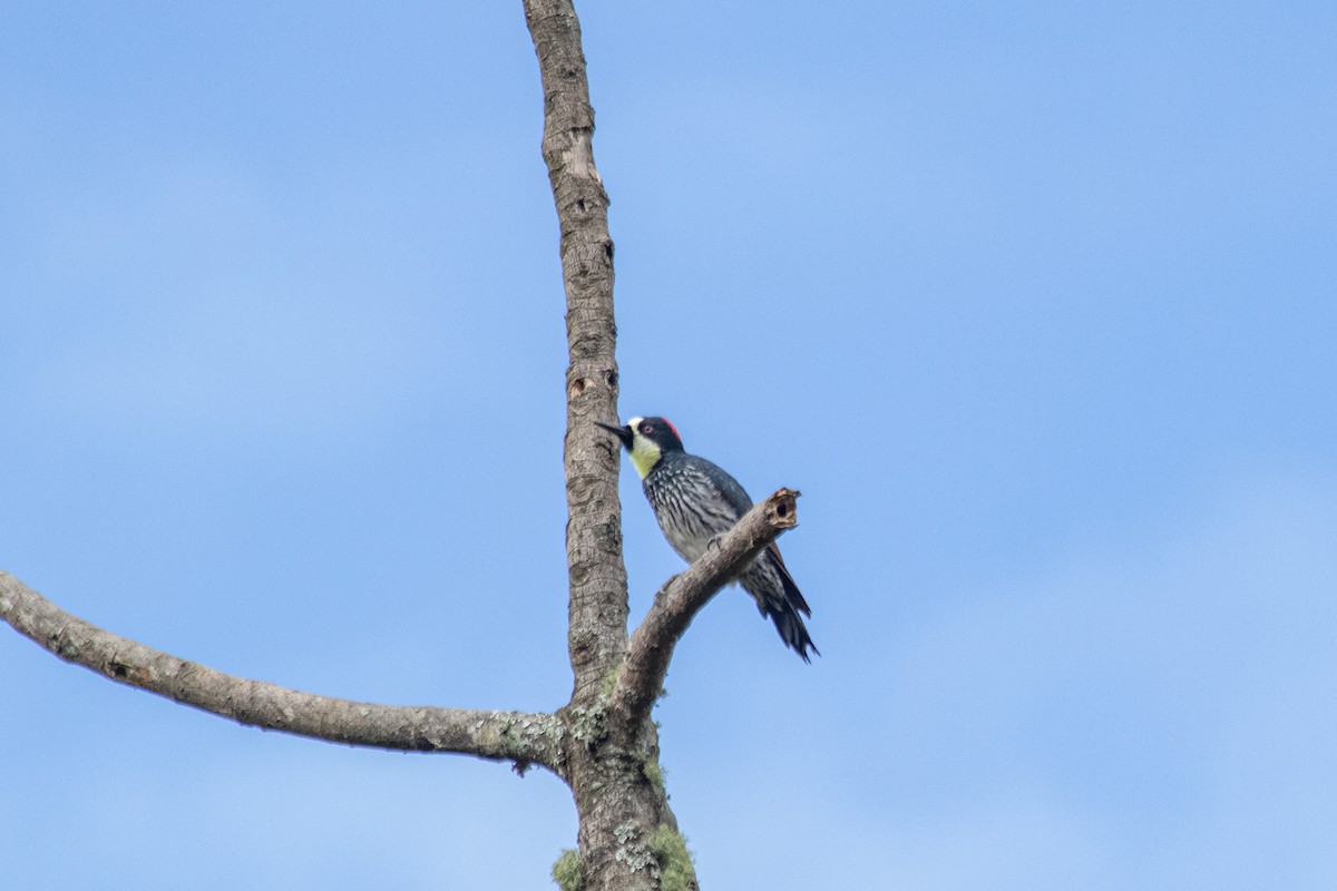 Acorn Woodpecker - ML644137994