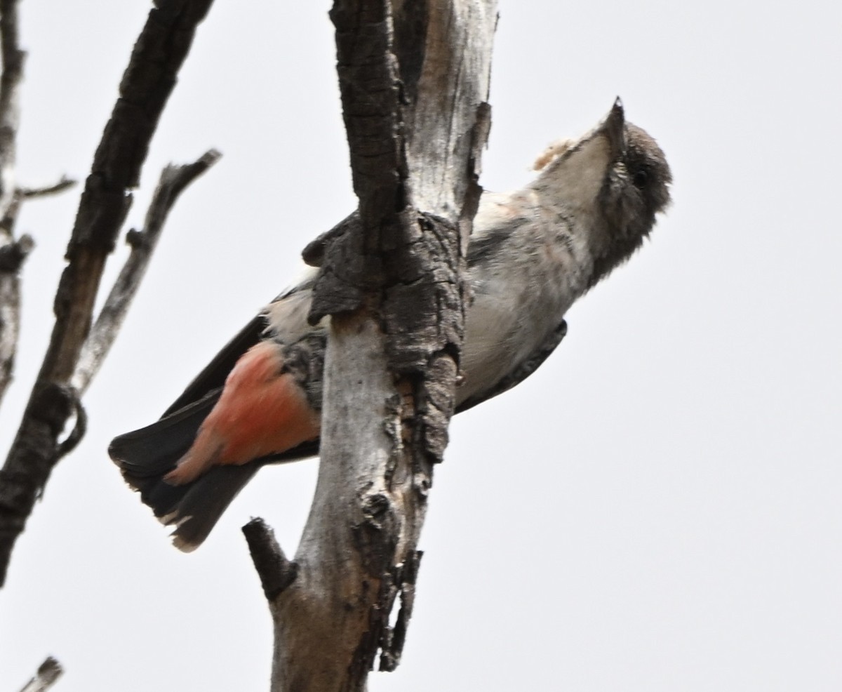 Mistletoebird - ML644137996