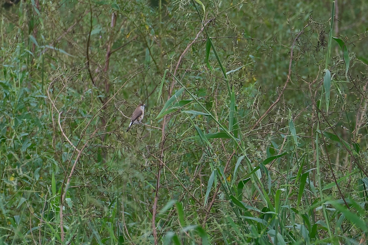 Indian Silverbill - ML644138001