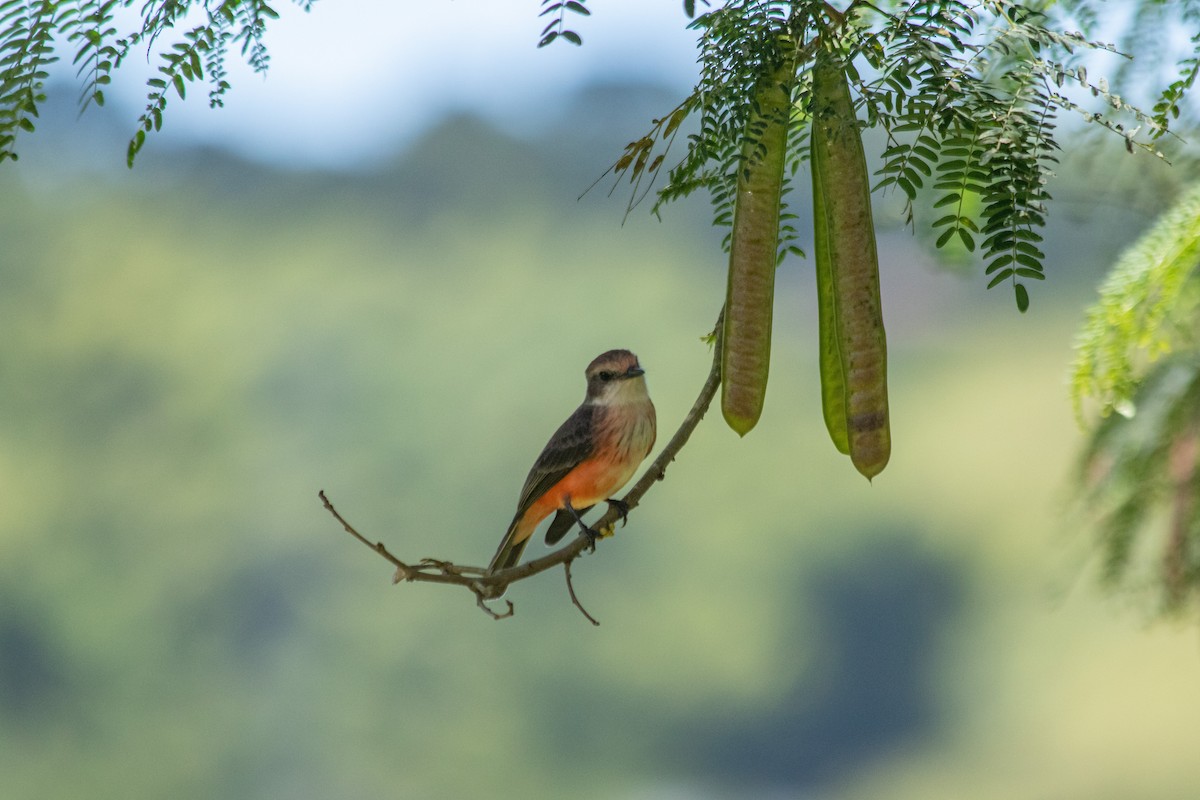 Vermilion Flycatcher - ML644138004