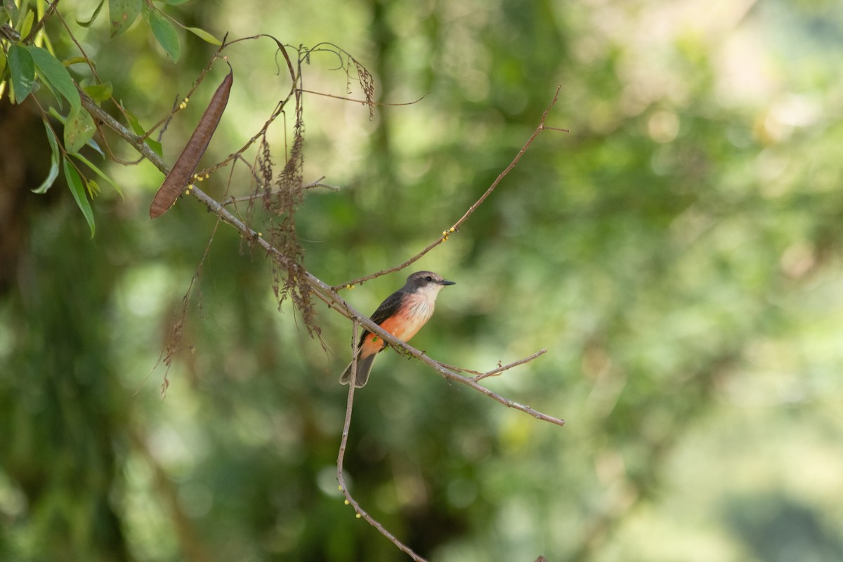 Vermilion Flycatcher - ML644138005
