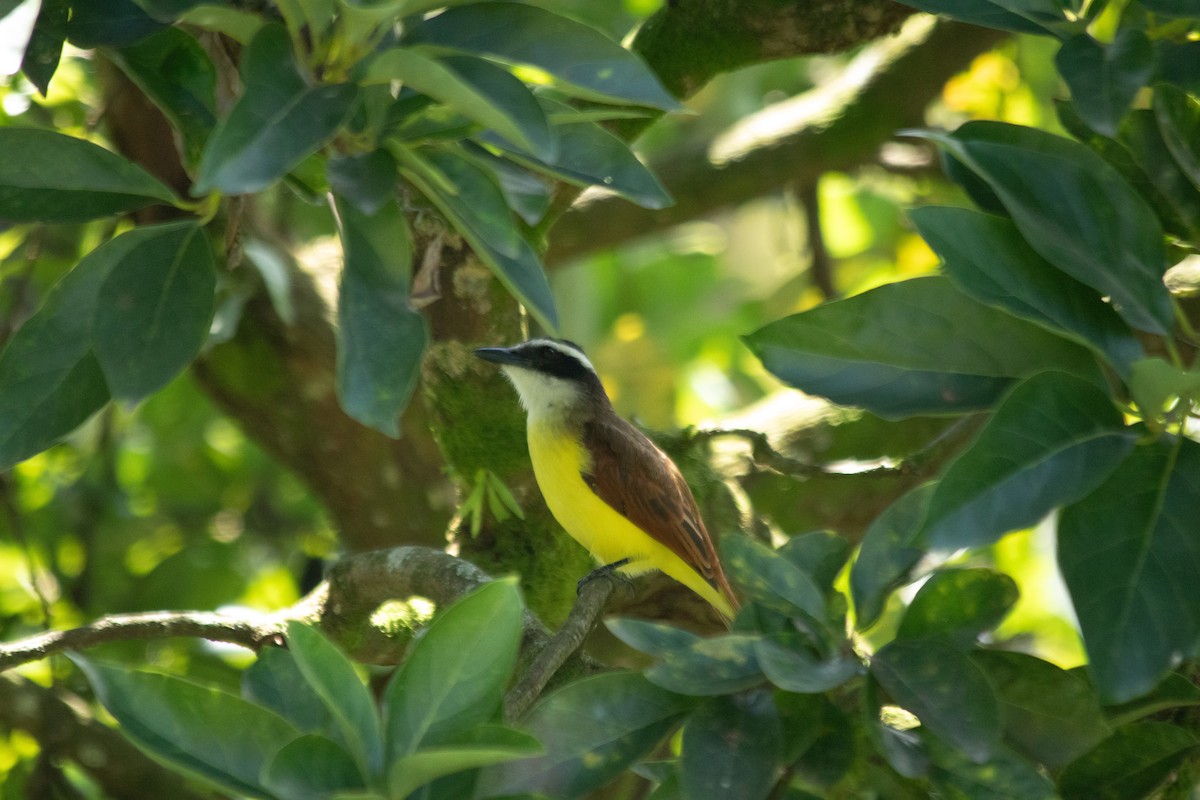 Great Kiskadee - ML644138008