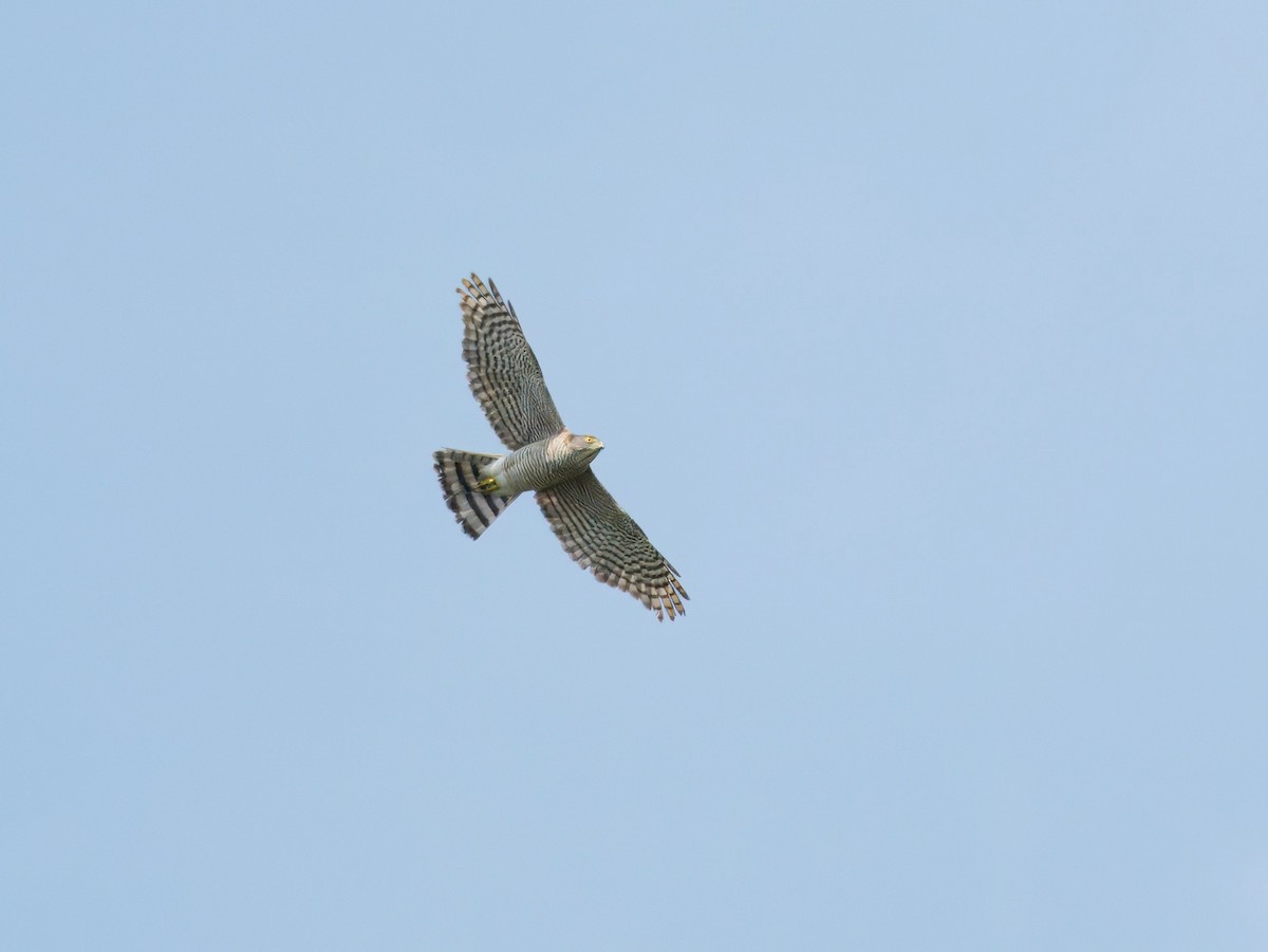 Japanese Sparrowhawk - ML644138009