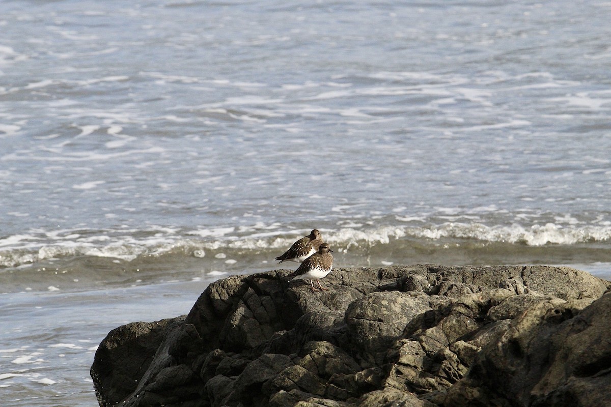 Black Turnstone - ML644138011