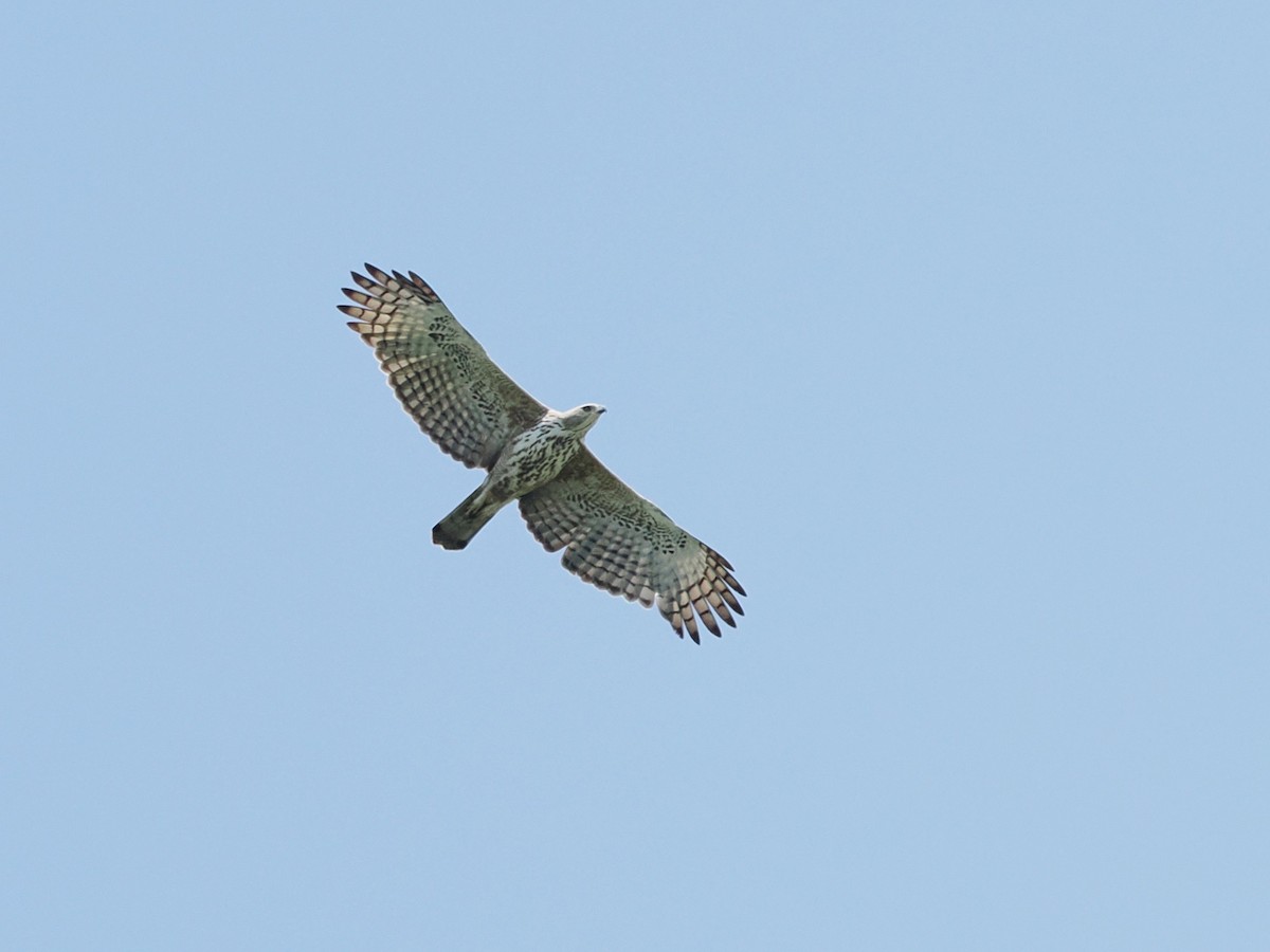 Changeable Hawk-Eagle - ML644138012