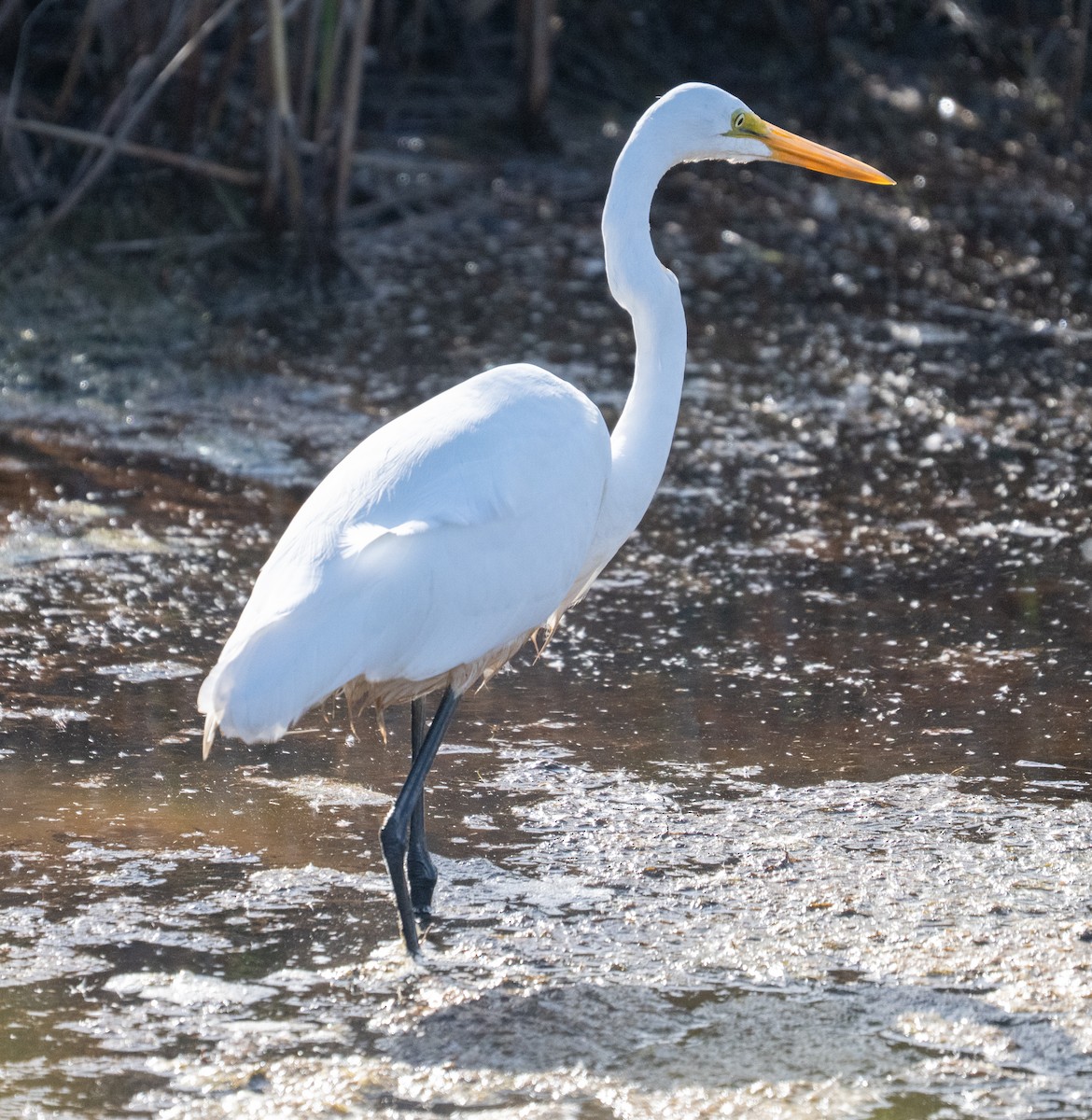 Great Egret - ML644138015