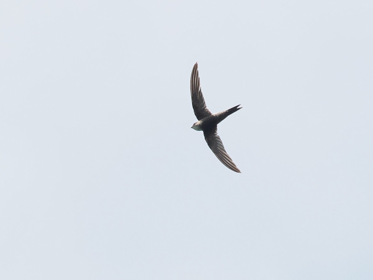 Pacific Swift - ML644138016