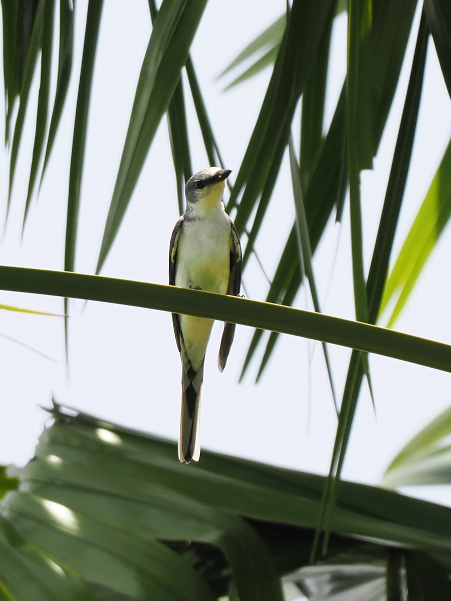 Ashy Minivet - ML644138018