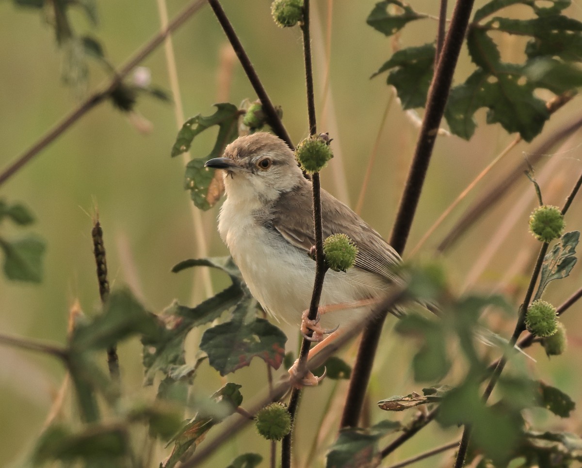 Plain Prinia - ML644138019