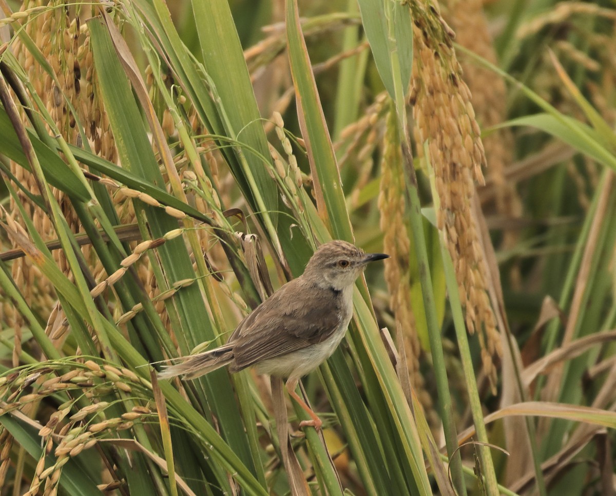 Plain Prinia - ML644138021