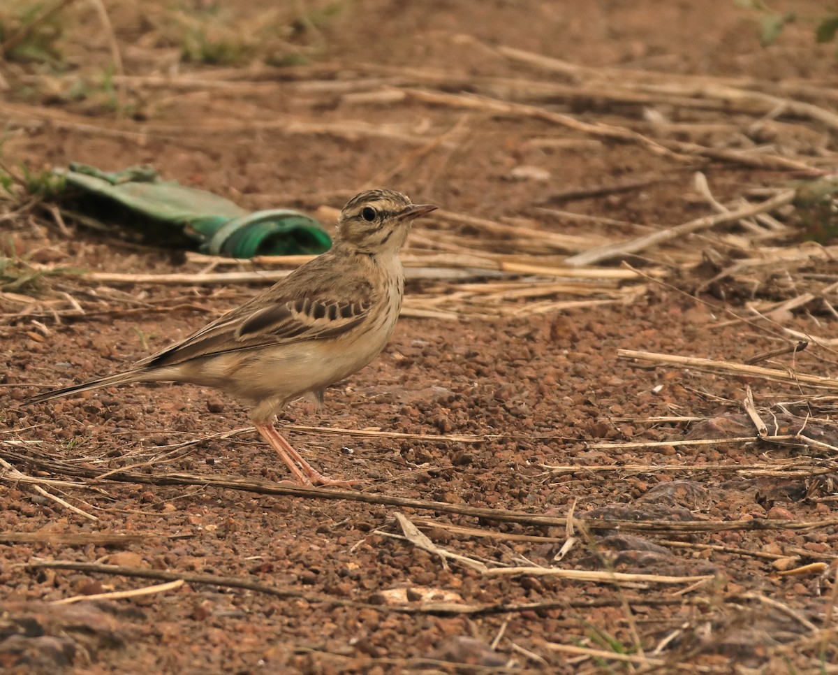 Paddyfield Pipit - ML644138023