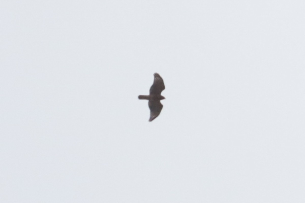 Red-shouldered Hawk - ML644138027