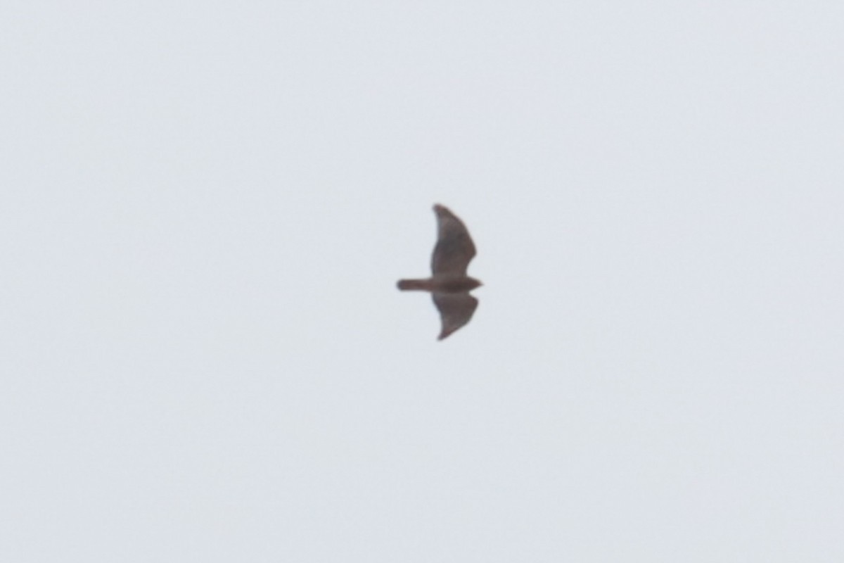 Red-shouldered Hawk - ML644138028