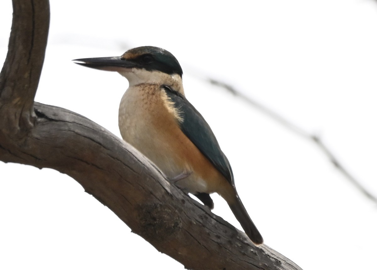 Sacred Kingfisher - ML644138030