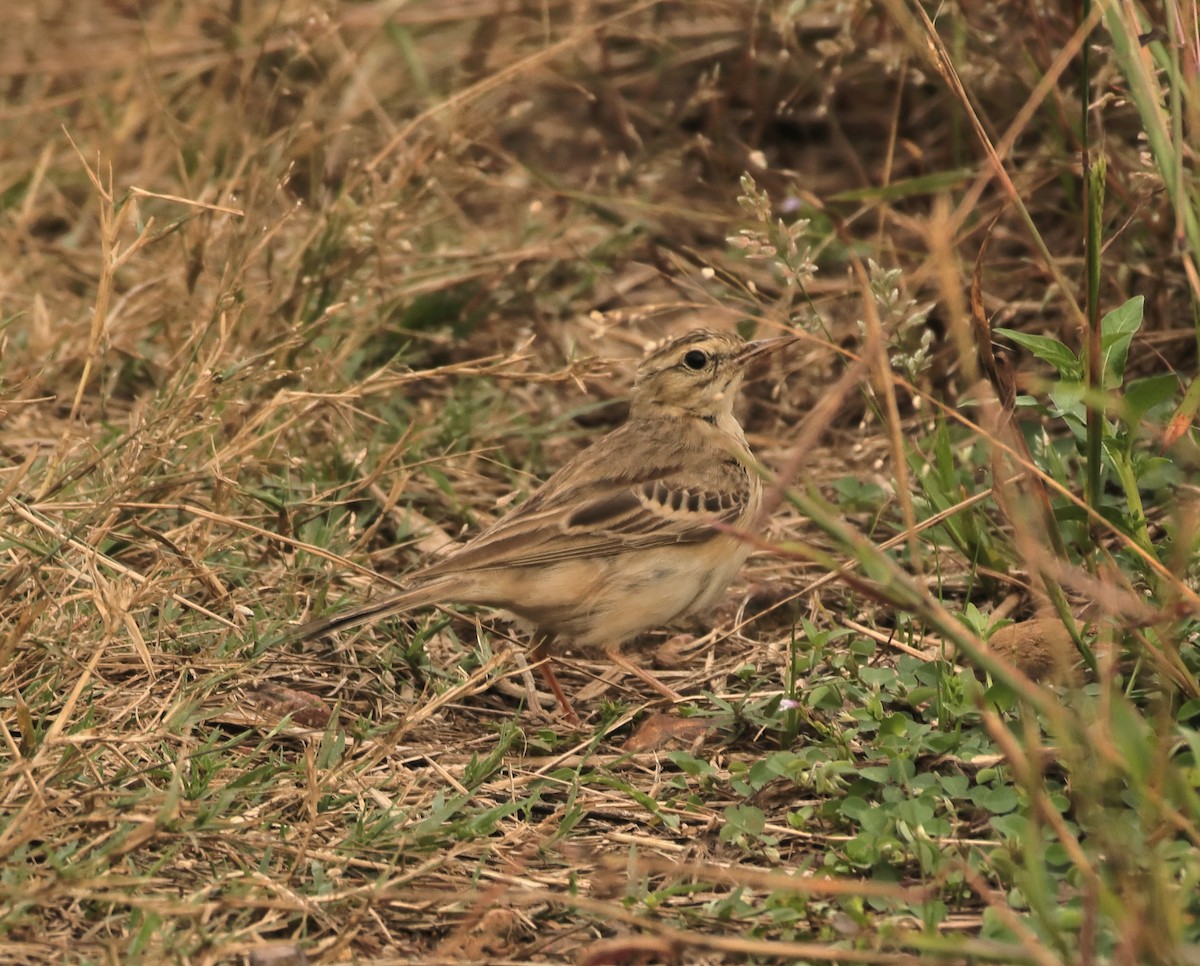 Paddyfield Pipit - ML644138035