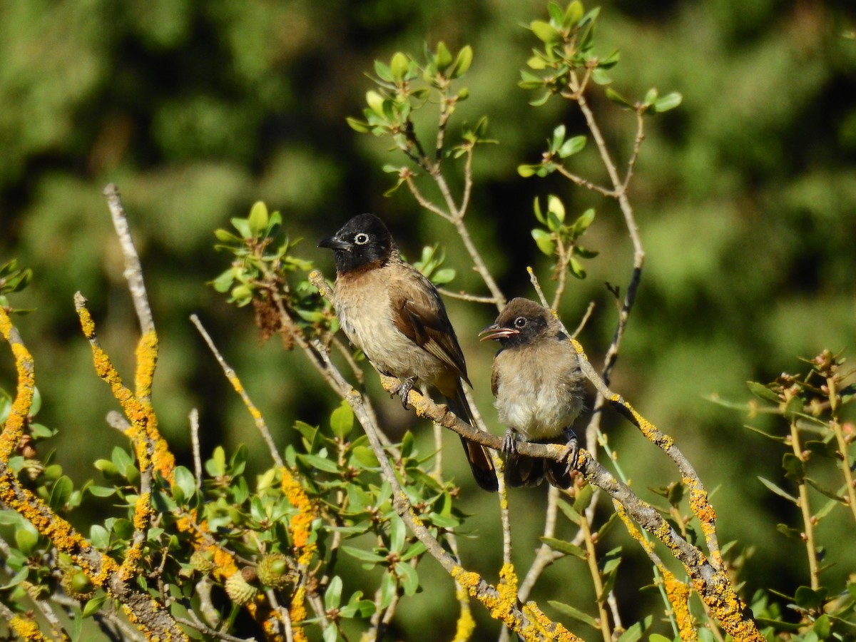 White-spectacled Bulbul - ML644138036
