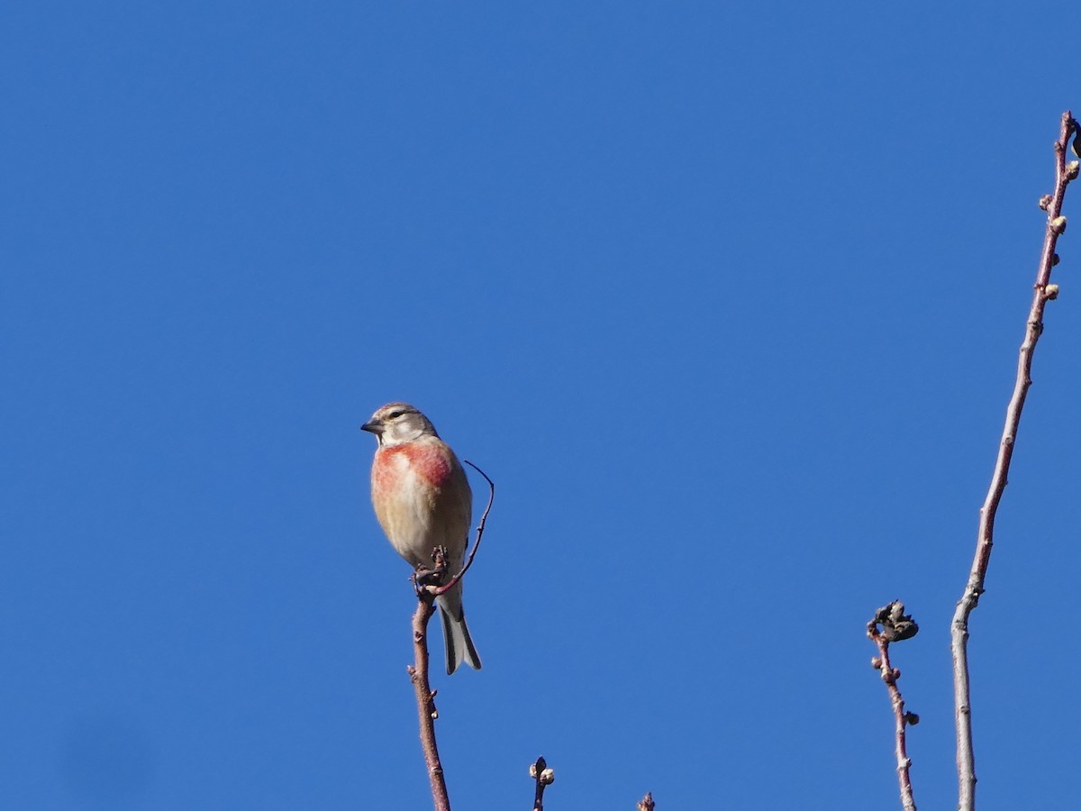 Eurasian Linnet - ML644138037