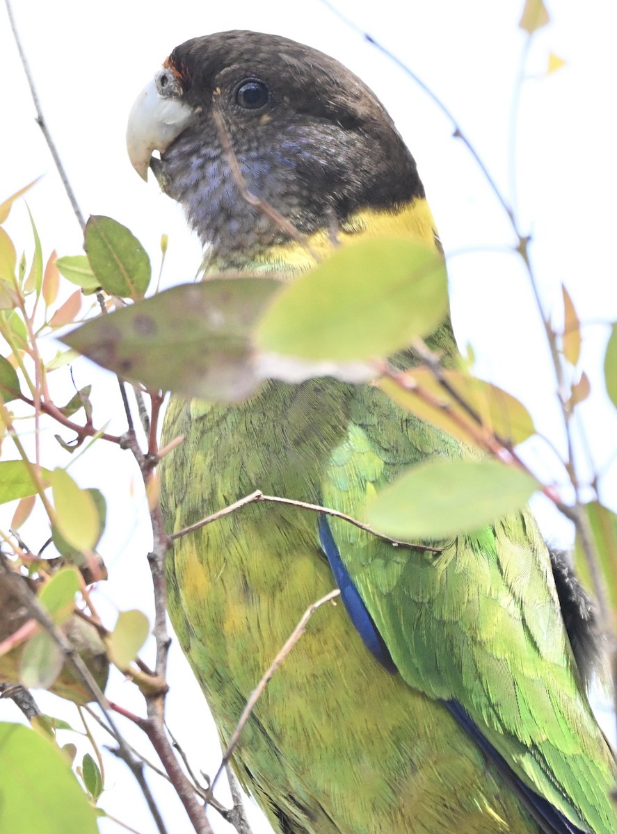 svarthodeparakitt - ML644138040