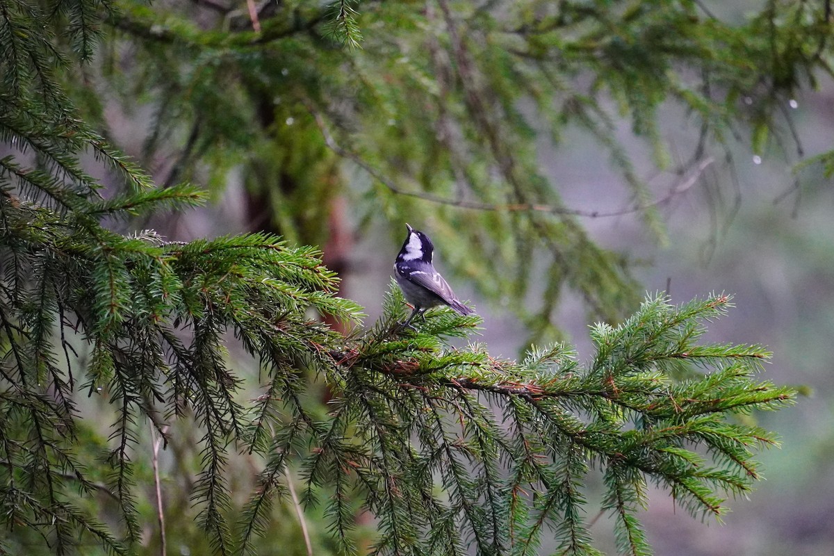 Coal Tit - ML644138044