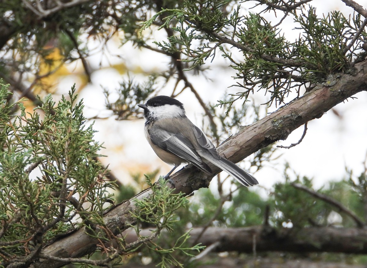 Black-capped Chickadee - ML644138050