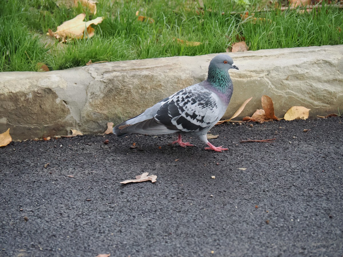 Rock Pigeon (Feral Pigeon) - ML644138053