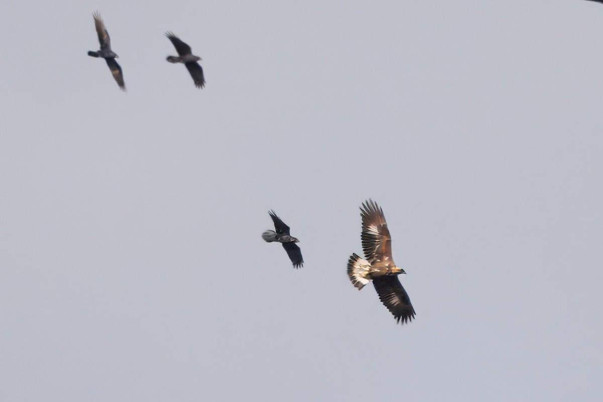 Golden Eagle - ML644138058