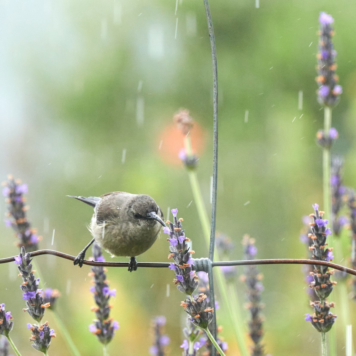 Greater Double-collared Sunbird - ML644138074