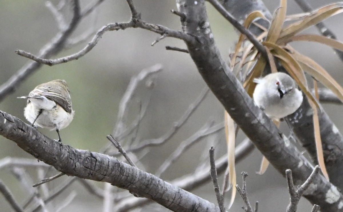 Western Gerygone - ML644138075