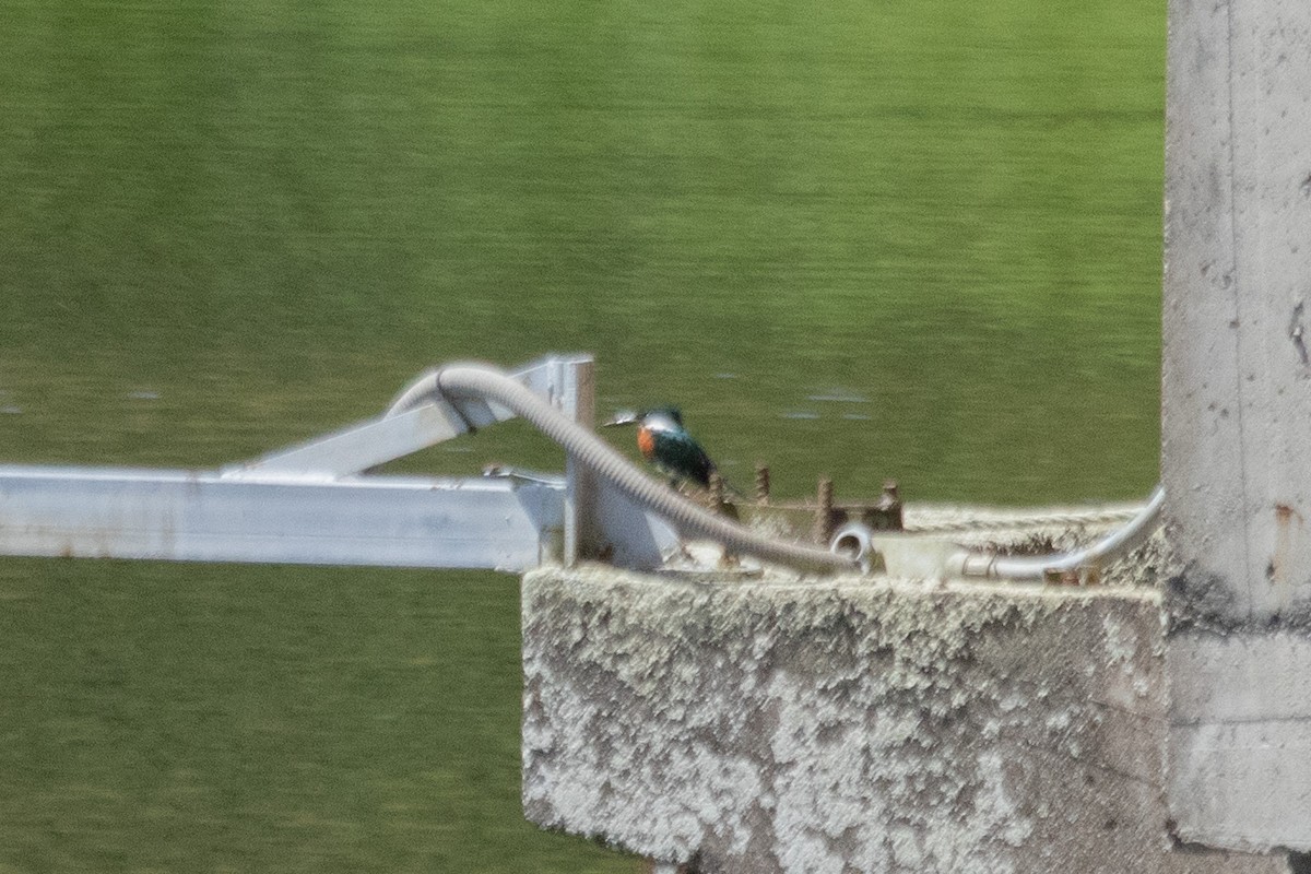 Green Kingfisher - ML644138076